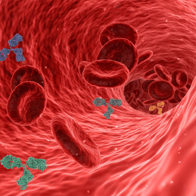 increased immunity