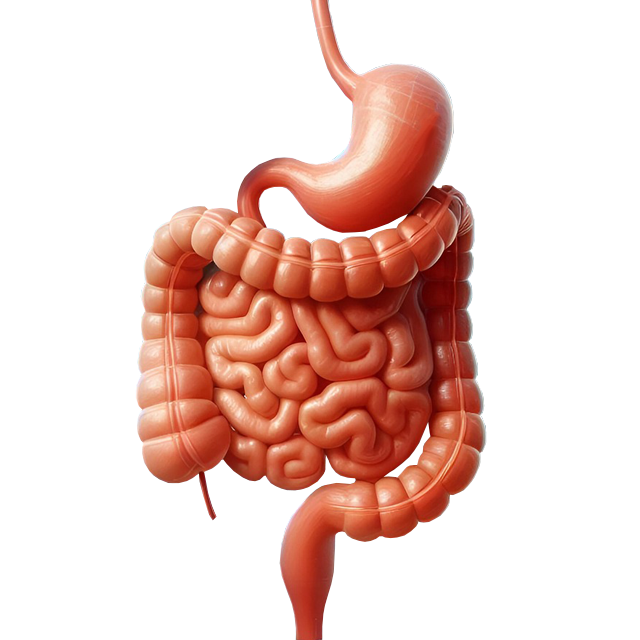 Manual Lymphatic Therapy improves digestion.