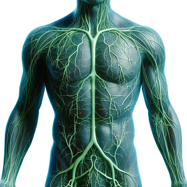 Increased Lymphatic Flow